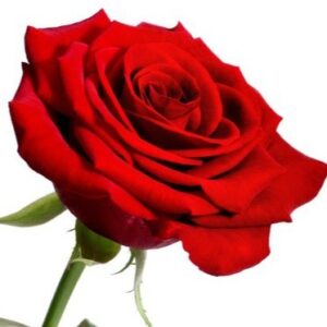 rose rouge