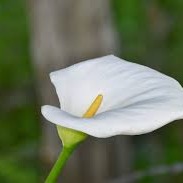 Photo de Madame Annie THEETEN