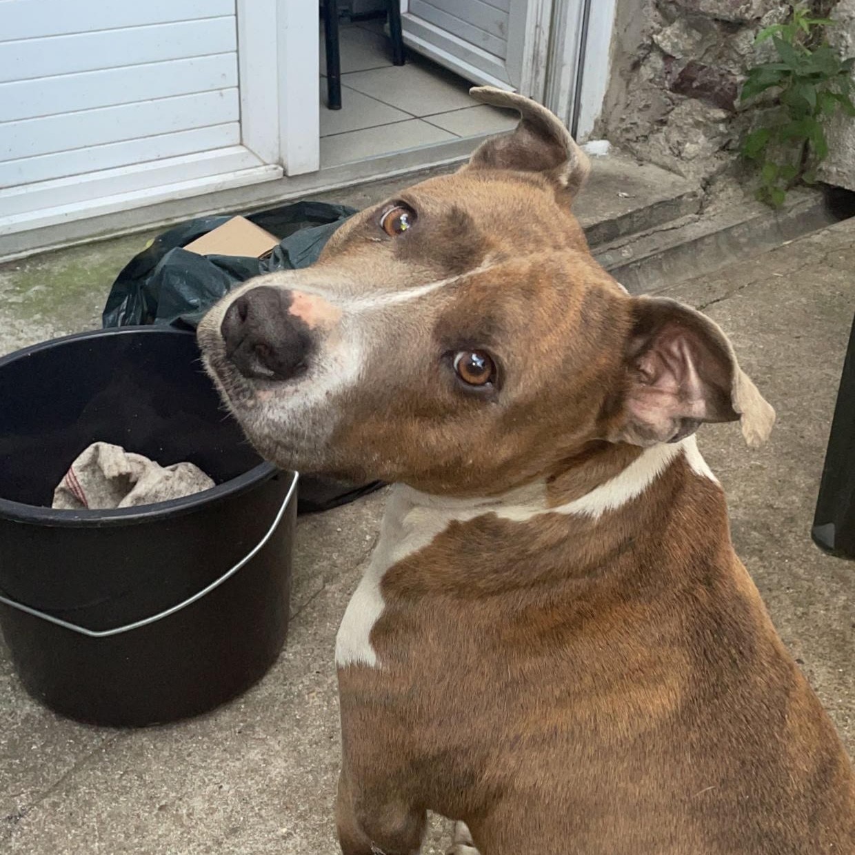 Photo de Lydsie AMERICAN STAFF