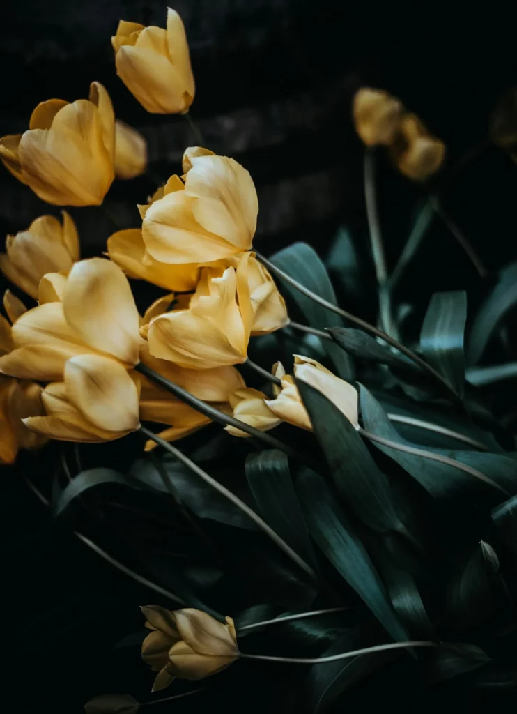 Bouquet de tulipes jaunes éclatantes sur fond sombre.